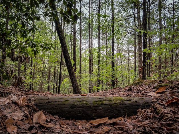 Foto alberi di pino nella foresta