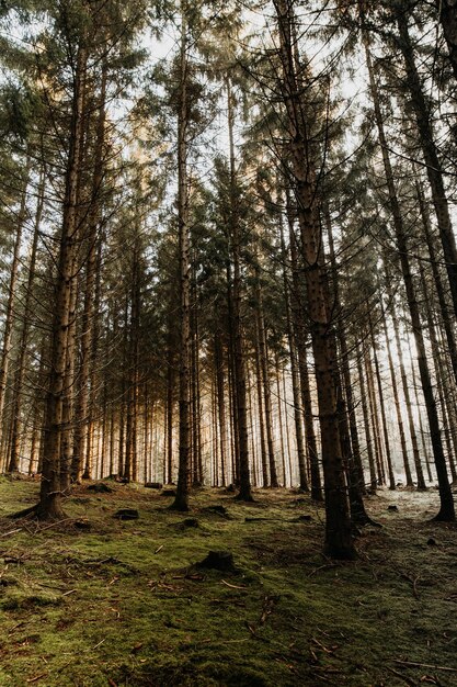 Foto alberi di pino nella foresta