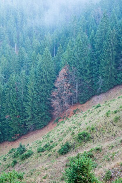 Pine trees in forest