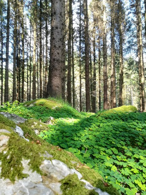 Pine trees in forest