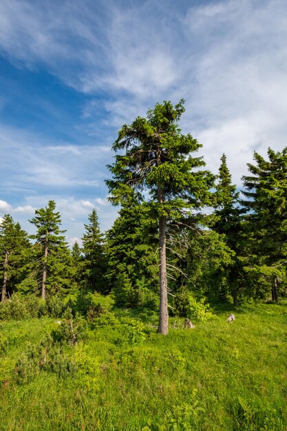 Foto alberi di pino nella foresta