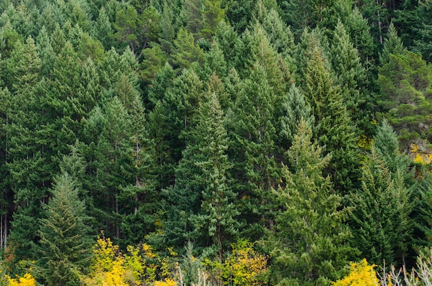 Photo pine trees in forest