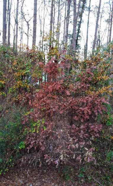 Pine trees in forest