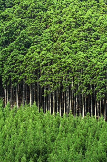 Foto alberi di pino nella foresta