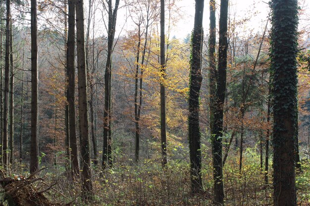 Photo pine trees in forest