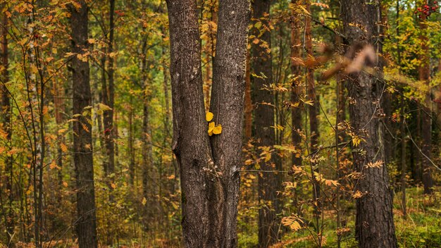 Foto alberi di pino nella foresta