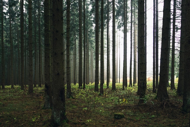 Photo pine trees in forest