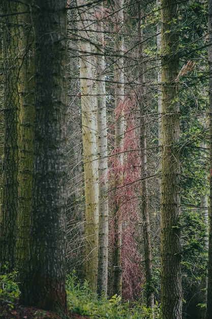 Photo pine trees in forest