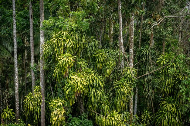 Photo pine trees in forest