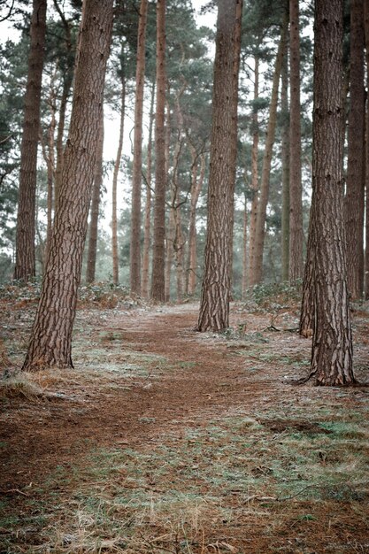 Foto alberi di pino nella foresta