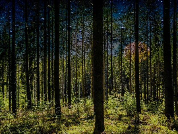 Photo pine trees in forest