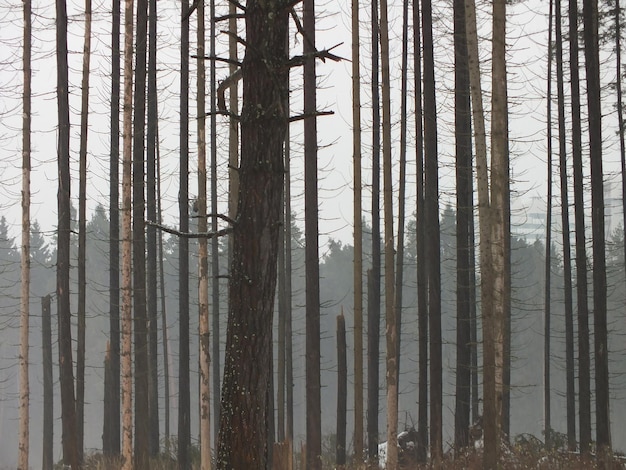 Foto alberi di pino nella foresta