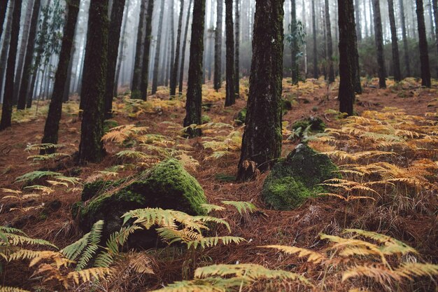 Pine trees in forest