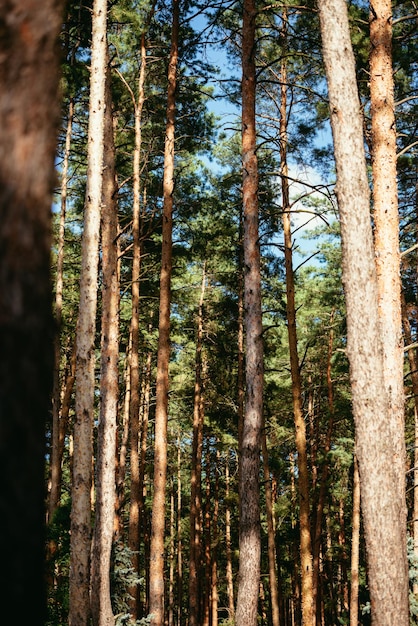 Foto alberi di pino nella foresta