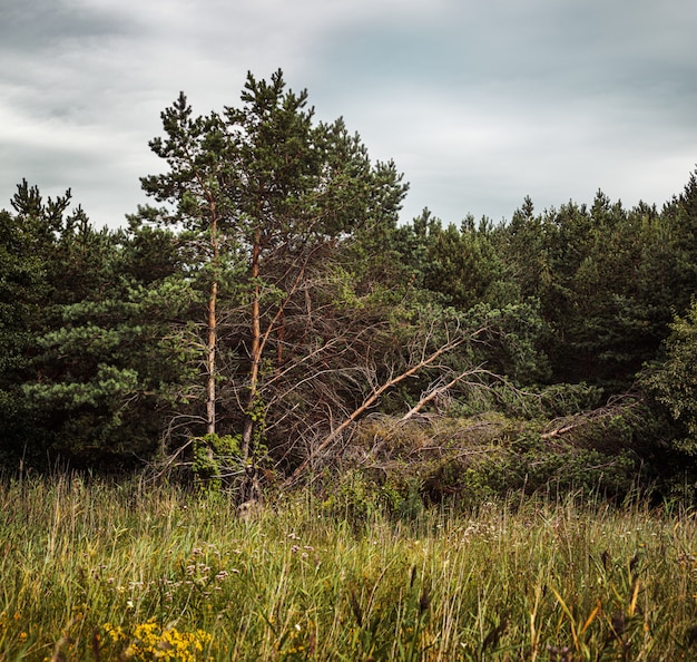 Pine trees in the forest