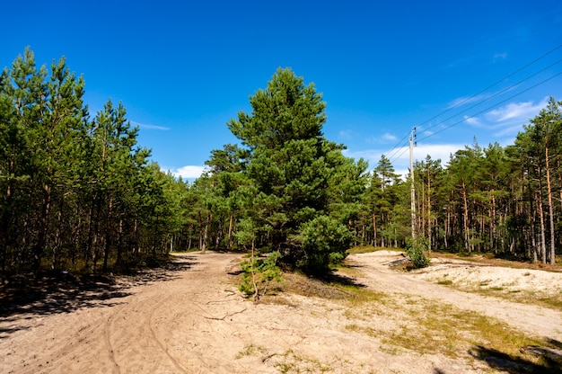 Alberi di pino in una foresta