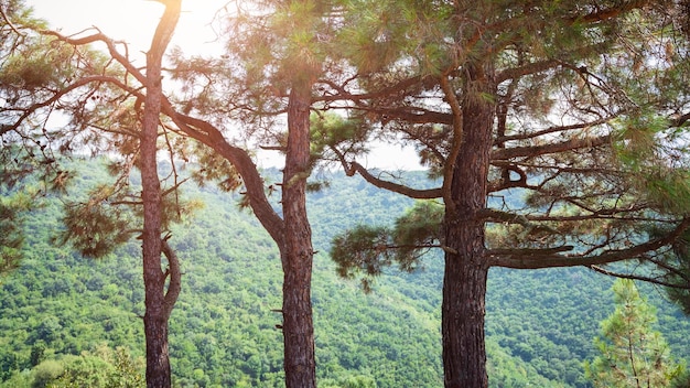 숲에서 소나무.