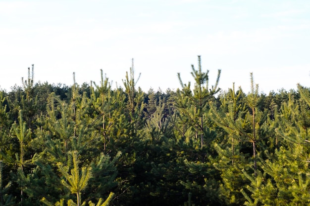 Pine trees in a forest