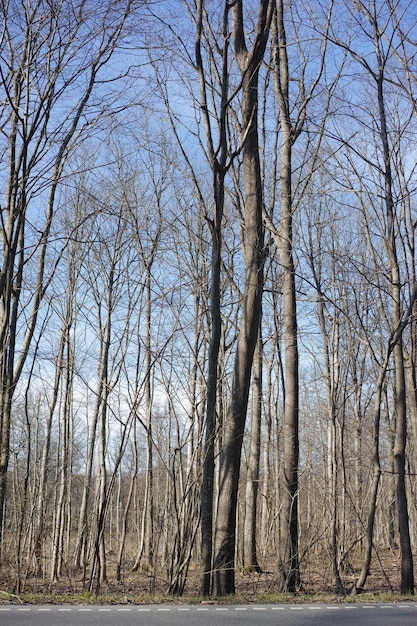 Pine trees growing in a forest with dry grass during the autumn season Landscape of tall and thin trunks with bare branches in nature during fall Uncultivated and wild flora growing in the woods