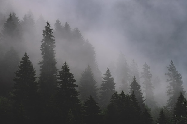Фото Сосновые деревья в лесу на фоне неба