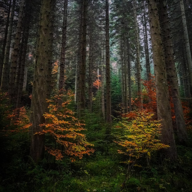 Фото Сосновые деревья в лесу осенью