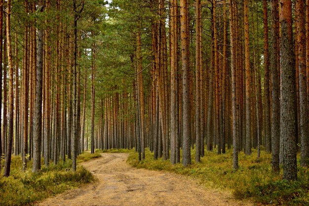 Фото Сосновые деревья в лесу