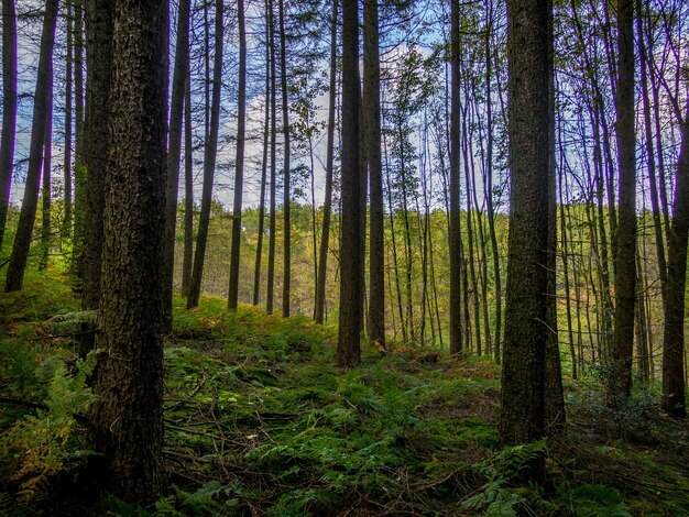 写真 森の松の木