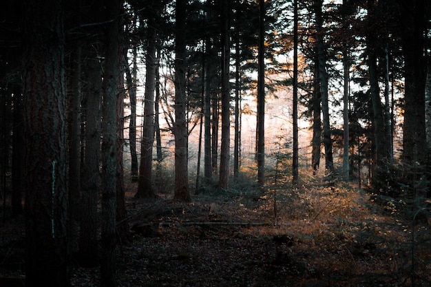 写真 森の松の木