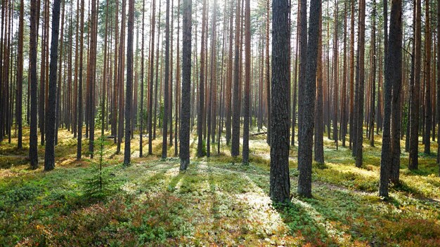 Фото Сосновые деревья в лесу