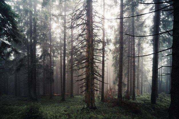 Фото Сосновые деревья в лесу