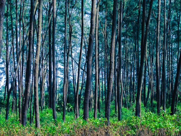 Фото Сосновые деревья в лесу