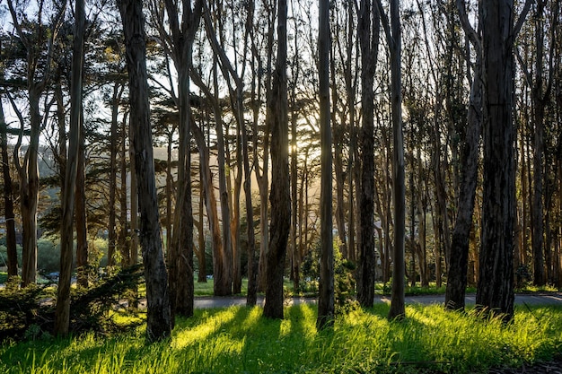 Фото Сосновые деревья в лесу