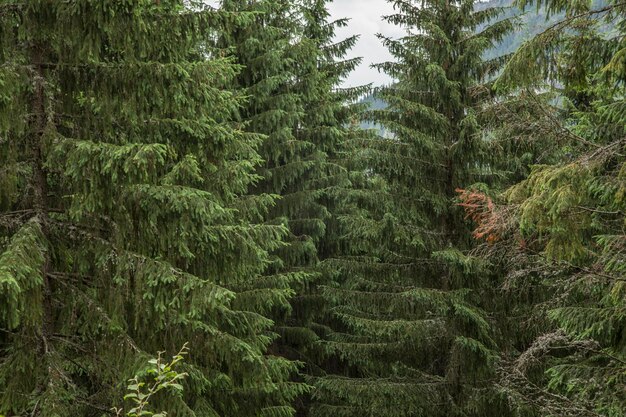 Фото Сосновые деревья в лесу