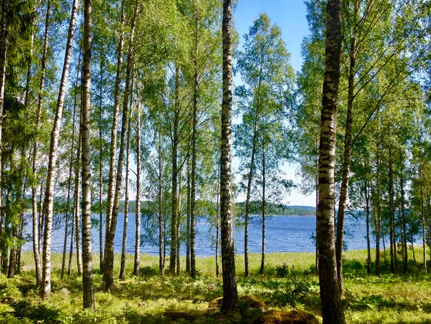 Фото Сосновые деревья в лесу