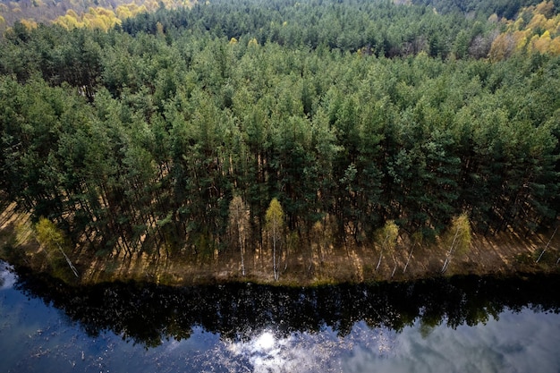 Pine Trees at Lake Edge in Spring Drone Landscape View