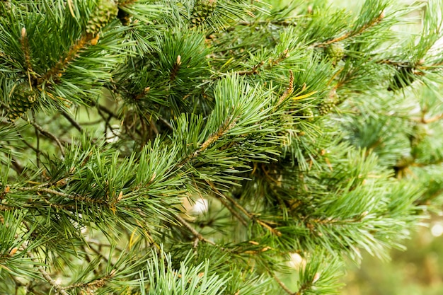 Pine Trees Macro