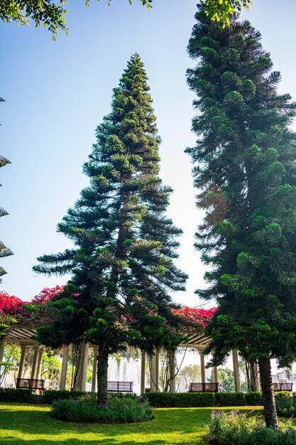 Pine trees in the middle of a park