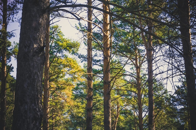 Pine Trees in the Morning Filtered