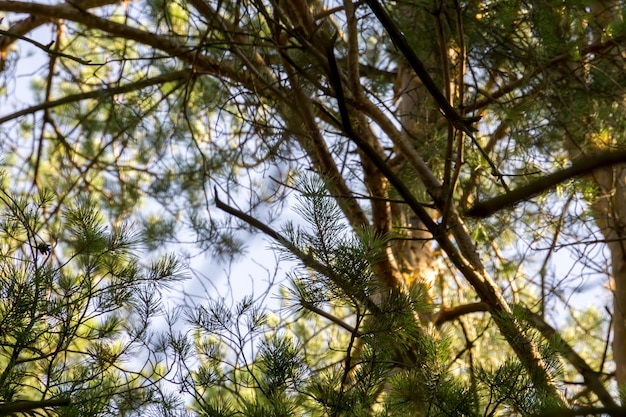 Pine Trees in the Morning