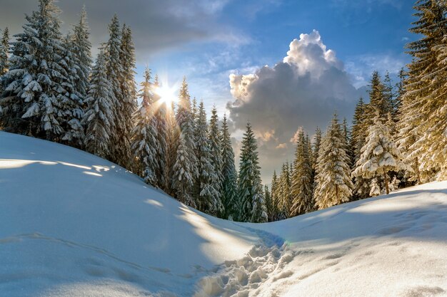 Pine trees in mountains in winter sunny day