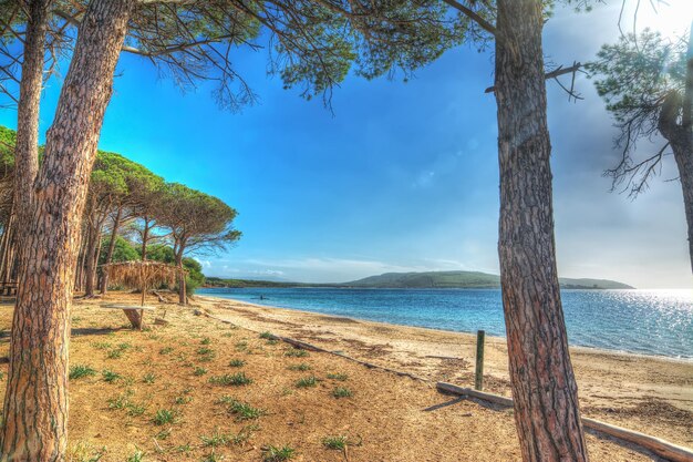 Pine trees in Mugoni Beach Italy