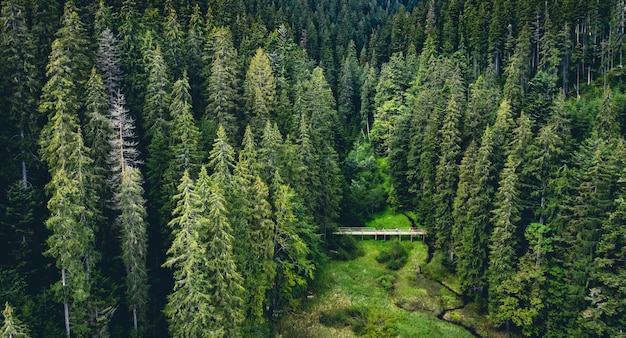 Pine trees in national nature park synevir view from above