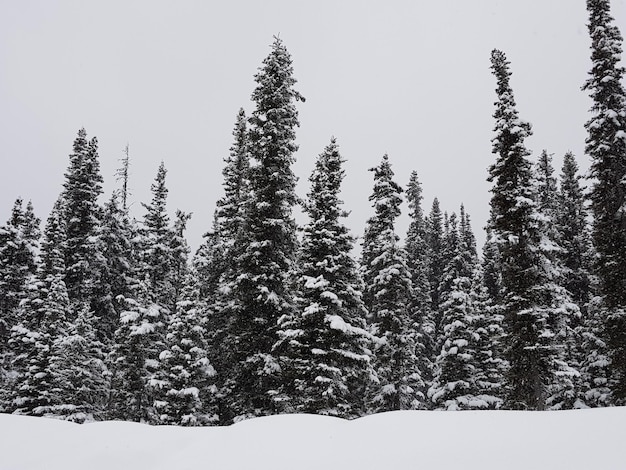 Фото Сосновые деревья на снежной земле на фоне неба