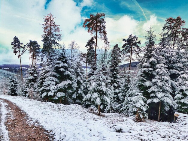 写真 空に照らされた雪に覆われた土地の松の木