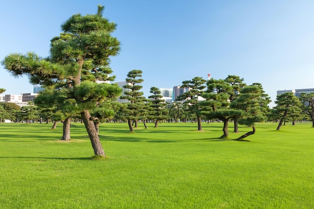 Pine trees park in Tokio