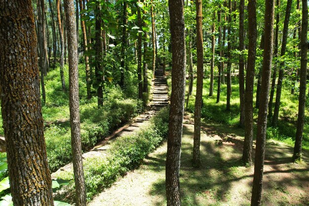 Photo pine trees in pine forest tropical fine forest aerial view of forest