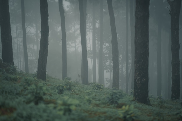 Foto pini nella stagione delle piogge e nebbia in thailandia.