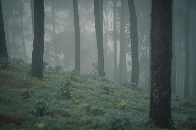 Pine trees in the rainy season and fog in thailand