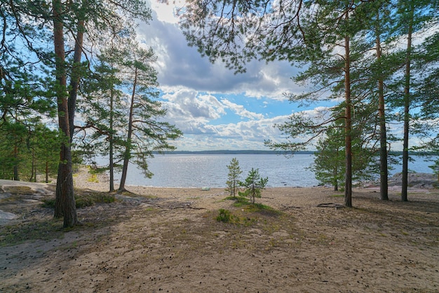 Pine trees on the sandy shore of the lake