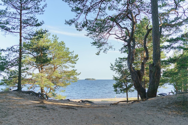 Photo pine trees on the sandy shore of the lake